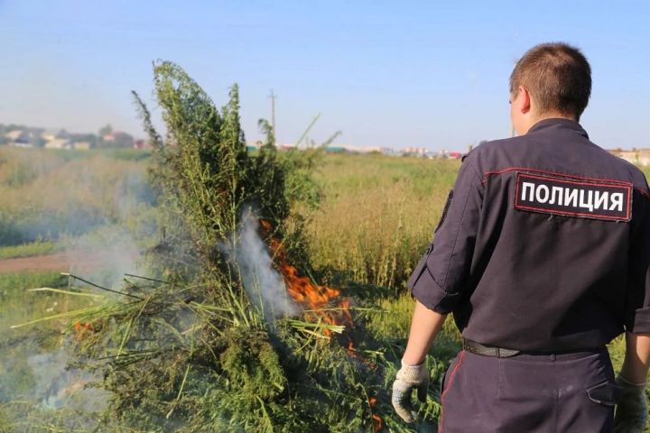 В Рыбно - Слободском районе продолжается последний, третий этап операции " Мак -  2018 "