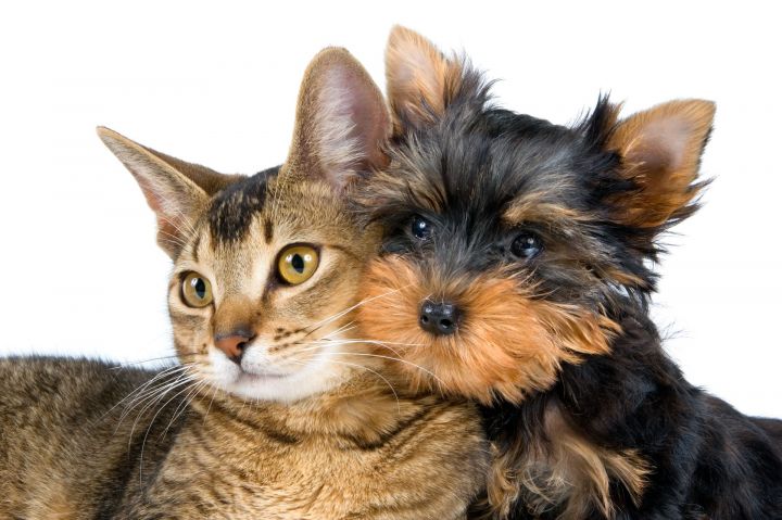 СМИ: В России могут начать маркировать домашних кошек и собак