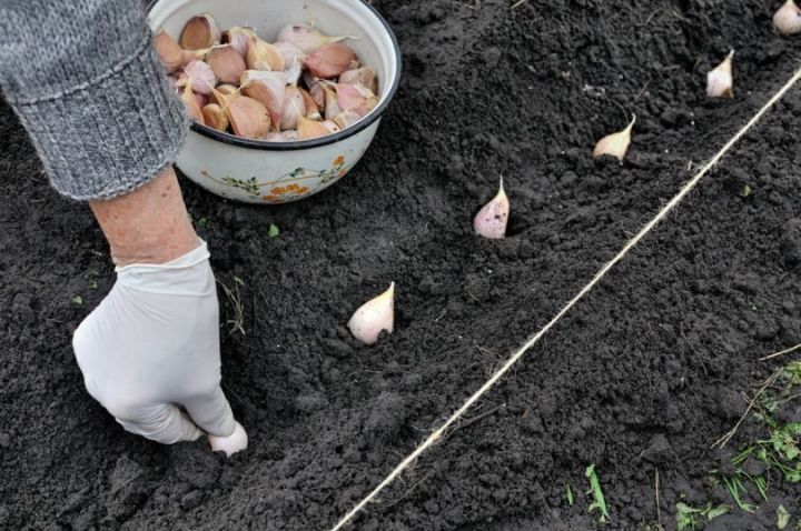 Как подготовить семена чеснока к посадке, чтобы вырос крупный и сочный урожай?