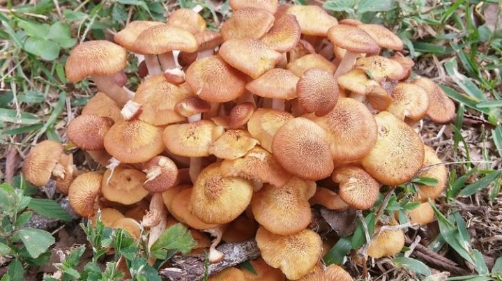 Какие грибы собирать в   лесах с октября по ноябрь?
