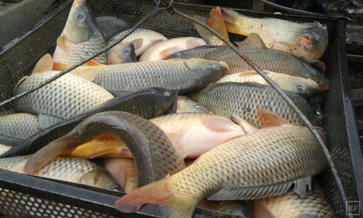 В Татарстане планируется произвести более 400 тонн товарной рыбы и рыбопосадочного материала
