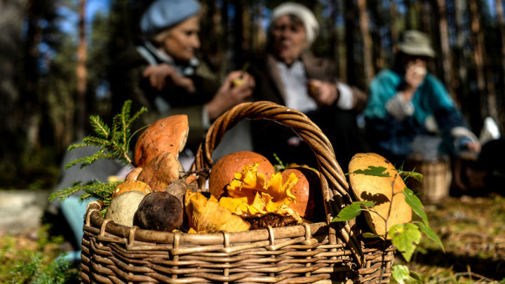 Грибникам грозят крупные штрафы