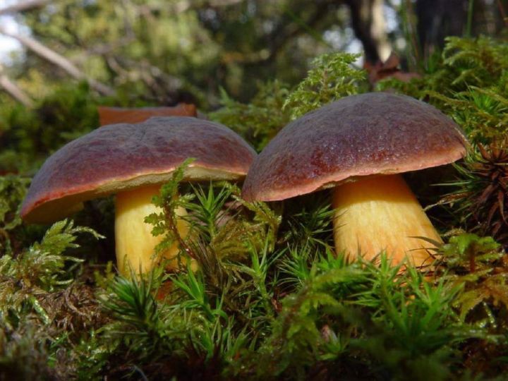 Эксперт рассказал, какие из съедобных грибов нельзя собирать