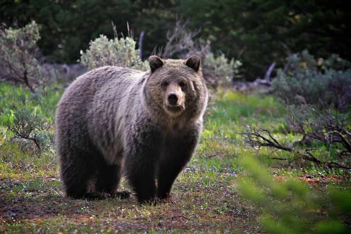 Медведь загрыз 15-летнего мальчика