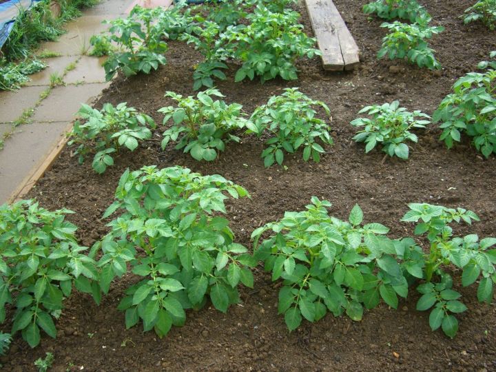 За выращивание картофеля грозит штраф
