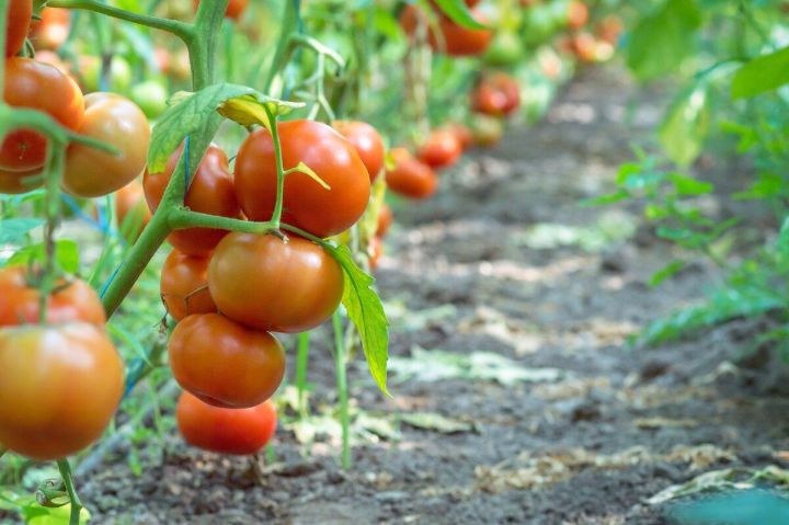 9 ошибок начинающих огородников при выращивании томатов в теплице