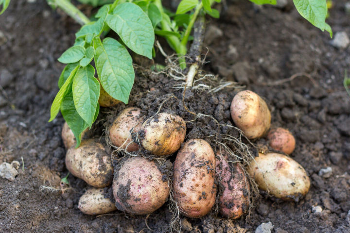Штраф за выращивание картошки - уже не шутка, а реальность