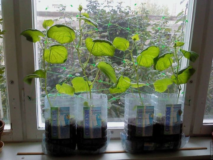 Как выращивать огурцы в бутылках
