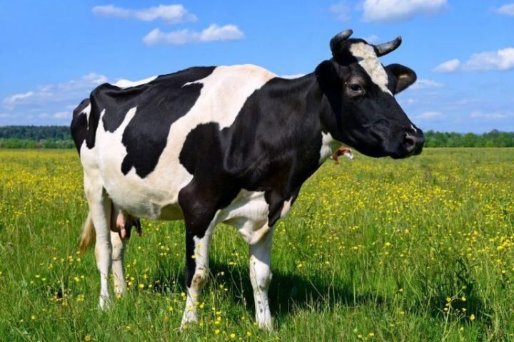 В Татарстане пройдёт конкурс красоты для коров