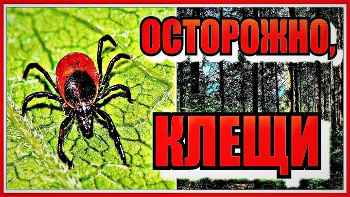 Рыбнослободцы,  осторожно – клещи!