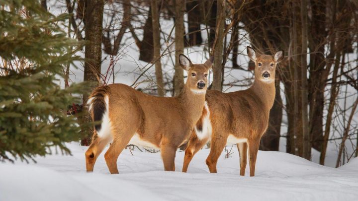 Татарстанские лесничие рассказали как поддерживают диких животных в зимний период