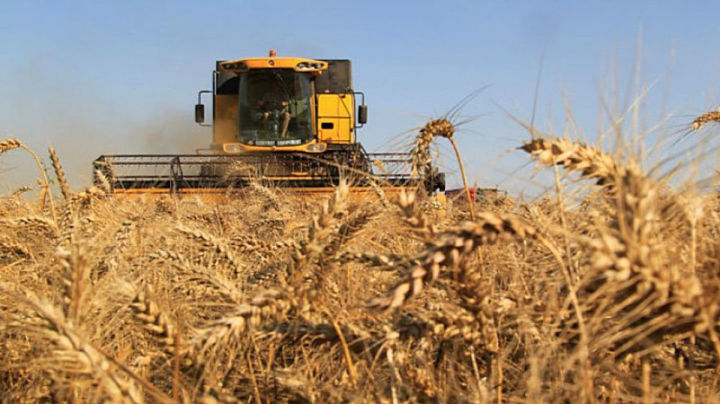 Погодные условия могли стать причиной повышения цен на зерно в Рыбно-Слободском районе