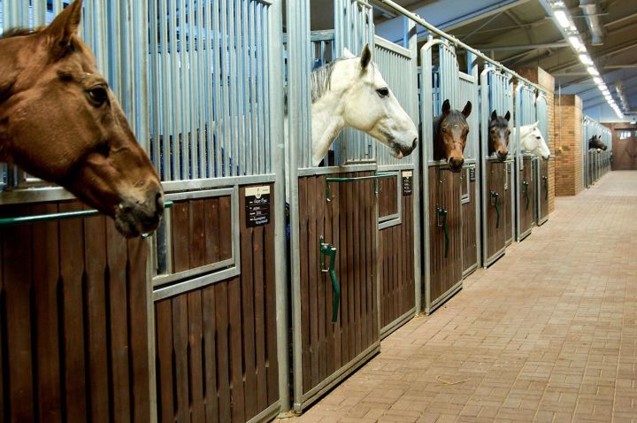 В Рыбно-Слободском районе появится конно - спортивный комплекс