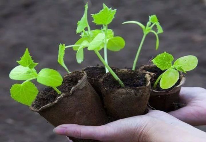 Лунный календарь садово-огородных работ с 5 по 10 апреля