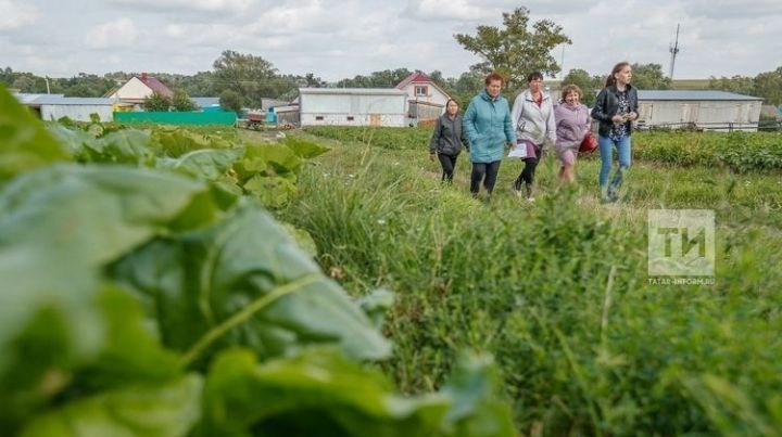 Российским дачникам рассказали, что нельзя из растений сажать у себя на участке&nbsp;