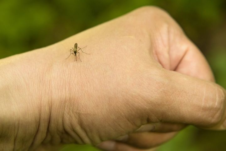 Татарстанцам рассказали, почему комары кусают не всех подряд     