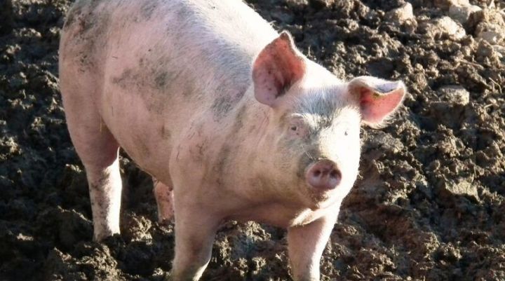 В Рыбно-Слободском районе обнаружили чуму свиней