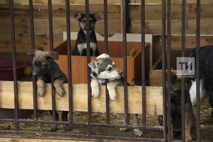 Татарстанцы не смогут создавать приют для животных в квартирах