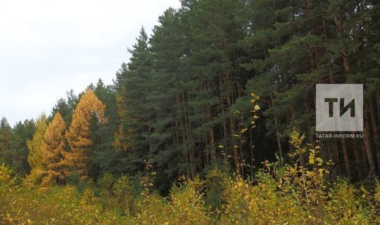 Татарстанцев приглашают принять участие во Всероссийской акции «Сохраним лес»