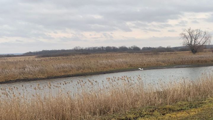 Молодых лебедей заметили на водоеме Чистопольского района