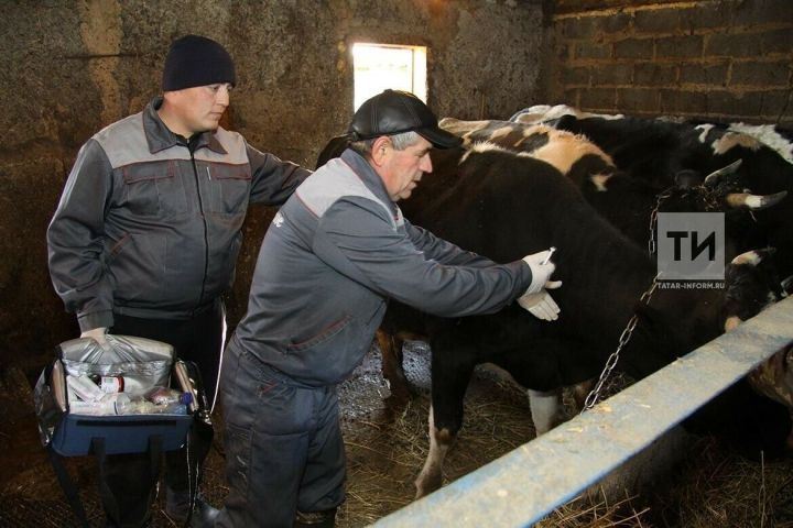 В Татарстане зафиксирована вспышка бруцеллеза животных