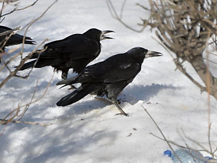 Учёные рассказали когда в Татарстане ждать прилёта перелетных птиц