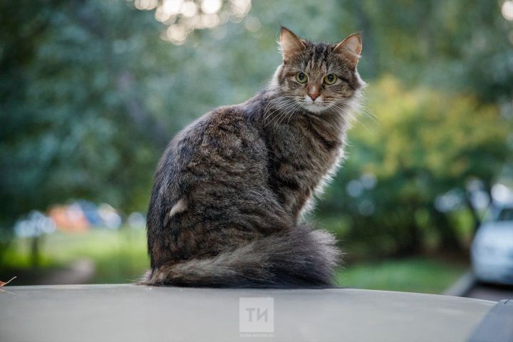 В России умер самый старый кот Дашун