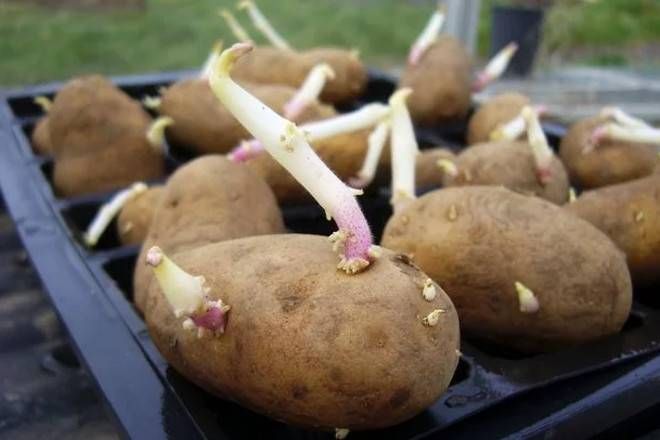Когда и как нужно готовить картофель для проращивания