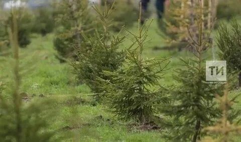 В Татарстане стартовала экологическая акция по расчистке лесов