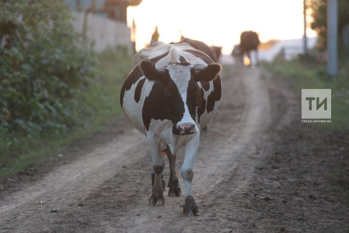 Динар Сулейманов: «Сборщики говядины не будут принимать мясо из частного подворья от нечипированного скота»