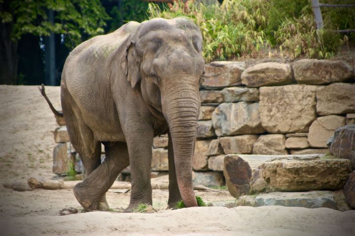В казанский зоопарк привезут слона