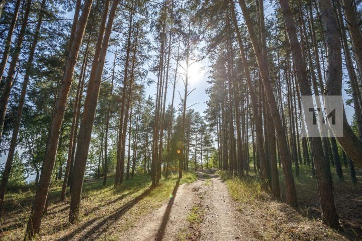 В Татарстане две женщины заблудились в лесу