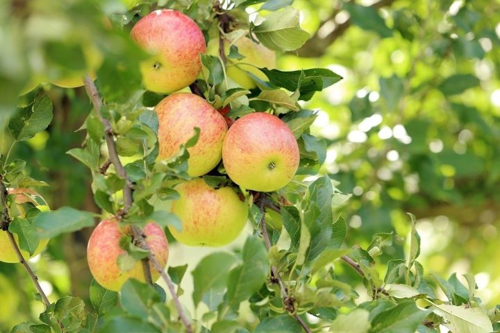 Чем осенью лучше всего подкормить яблони