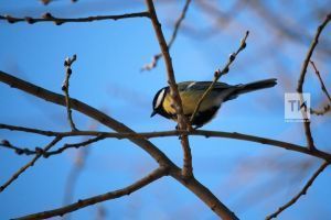 В Татарстане на предстоящей неделе воздух прогреется до 15 градусов