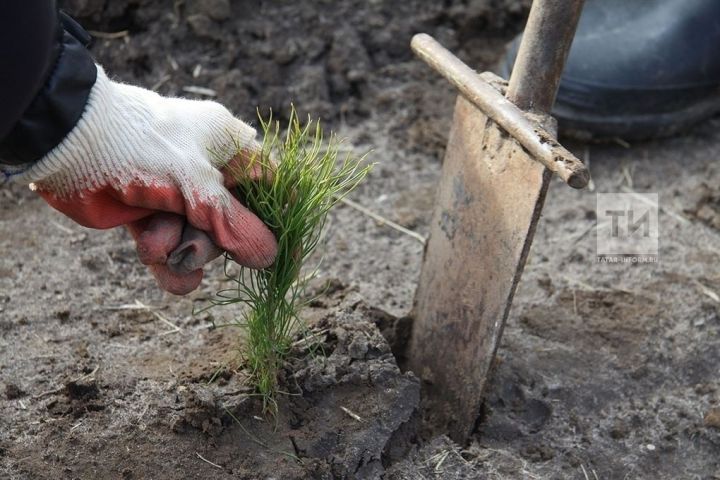 В Татарстане пройдут акция «Сад памяти»