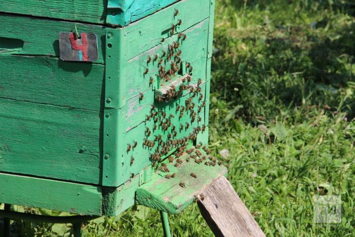 За последние 8 лет в Татарстане зафиксировано снижение  численности популяций пчел