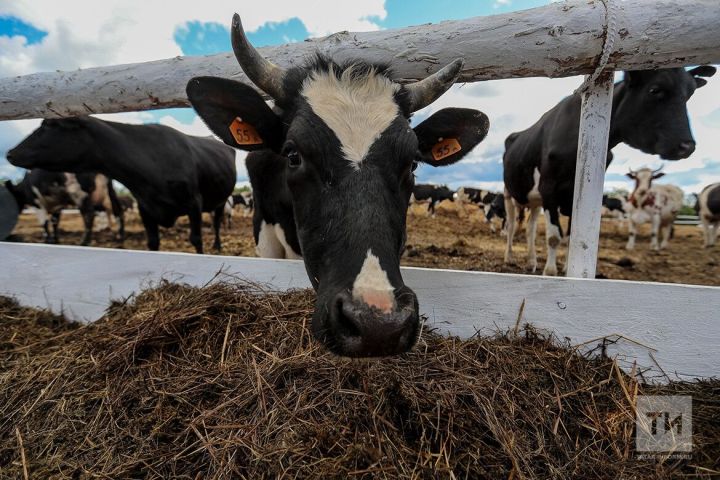 В Рыбно-Слободском районе закрыли опасный молочный цех ⚠️