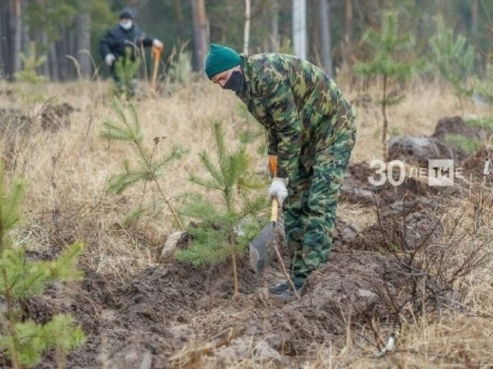 В Татарстане 11 октября состоится масштабная акция по посадке деревьев