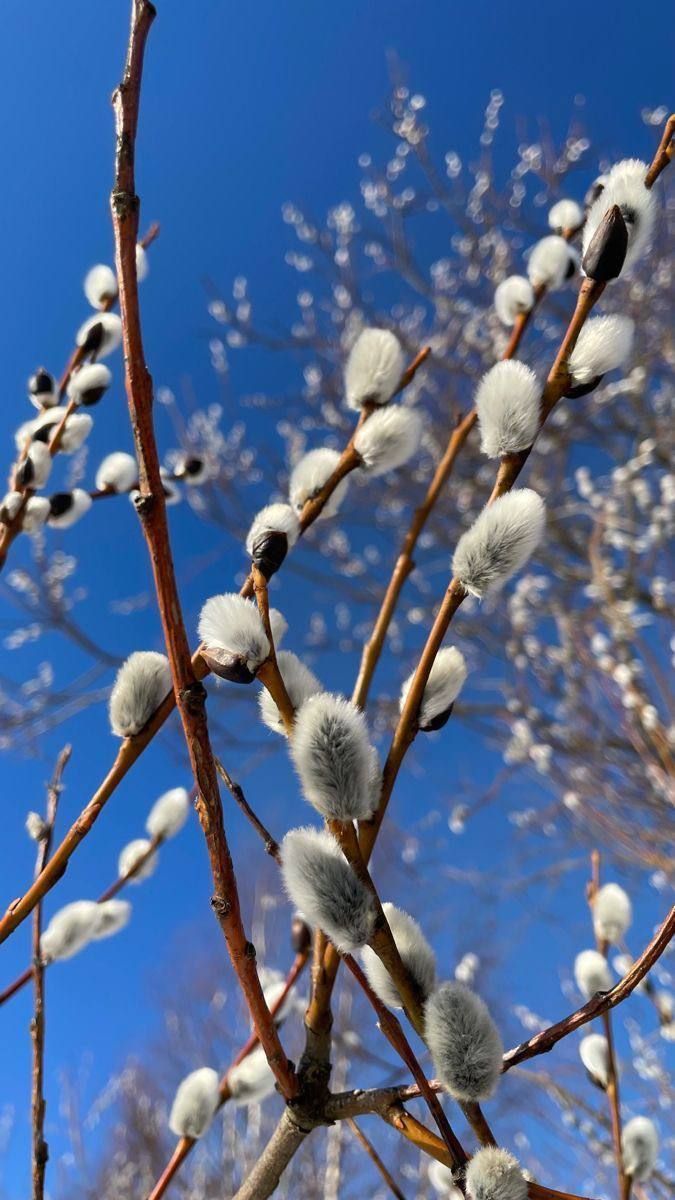 Сегодня в Рыбно-Слободском районе ожидается до +8 градусов тепла