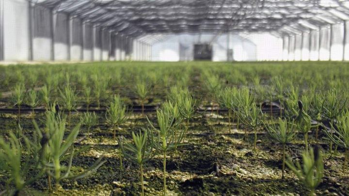 В этом году Татарстан обеспечит 11,5 тонны семян по нацпроекту