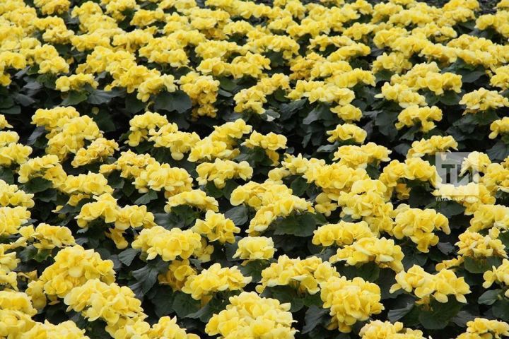 Бакча күрке  - чәчәкләр