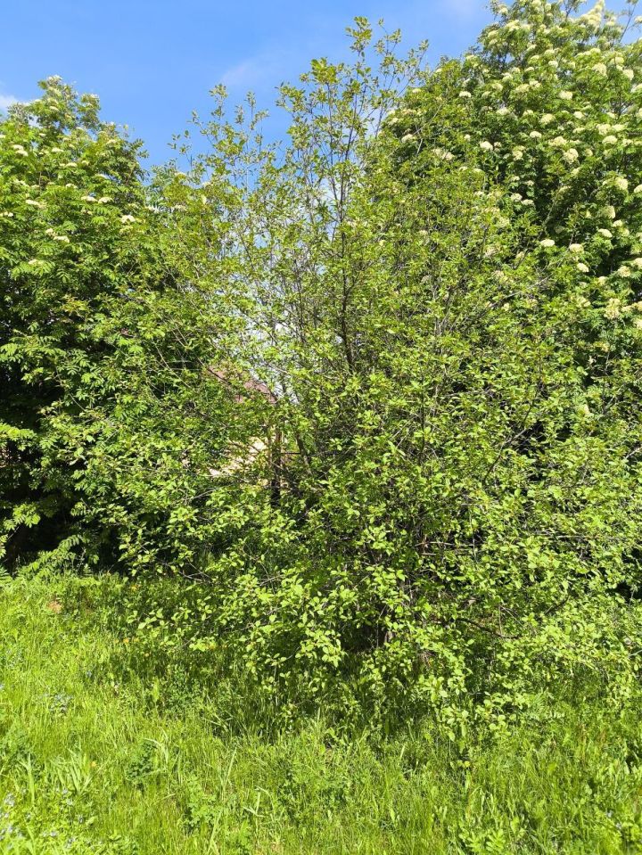 Җимеш агачларын корткычлардан саклау өчен нәрсә кулланырга мөмкин?