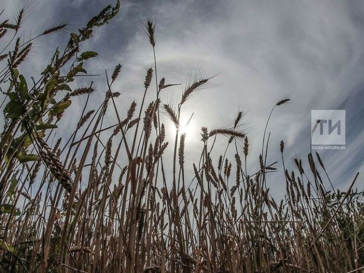 Народные приметы на 17 июня 2025 года: что нельзя делать в этот день