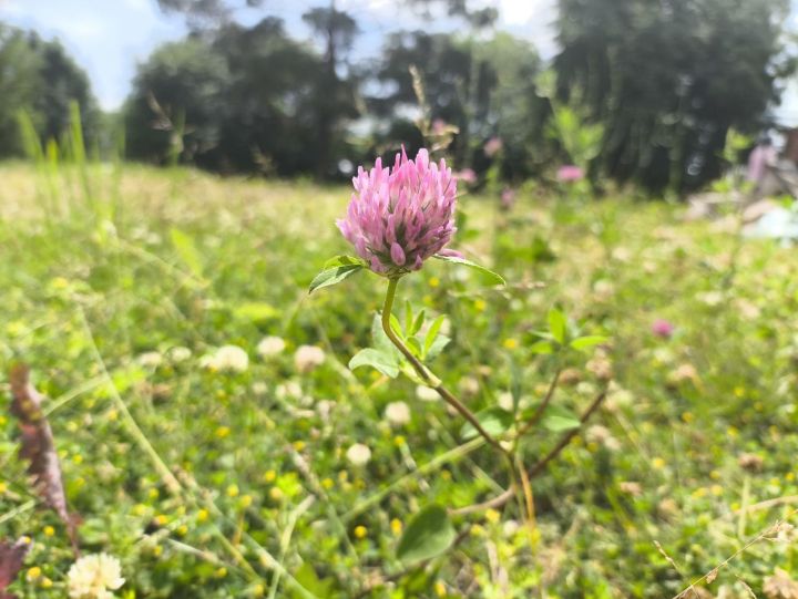 Тукранбаш холестеринны киметә, канны сыегайта