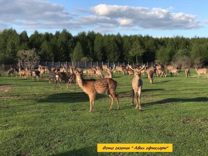 Новый глэмпинг на ферме с оленями в Рыбно-Слободском районе