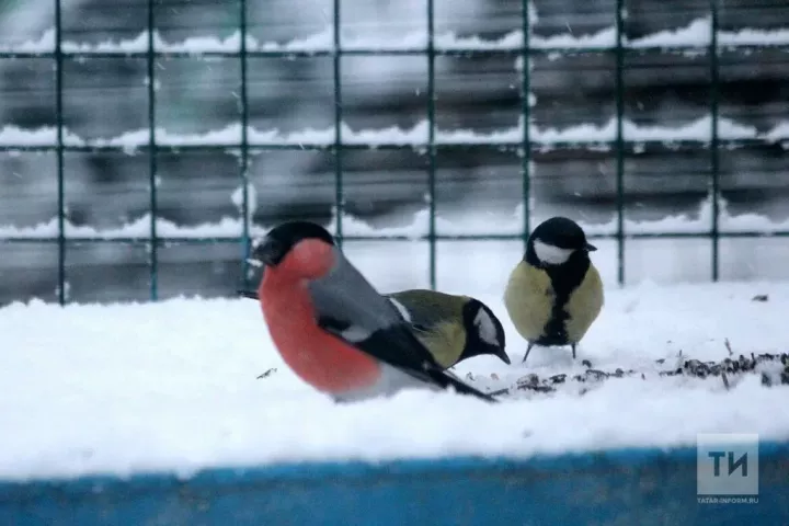 Почему некоторые птицы остаются зимовать в Татарстане?