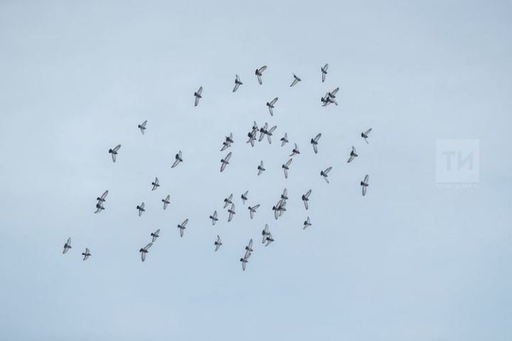 Три птицы успешно вернулись в дикую природу после реабилитации