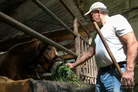 В Татарстане увеличат поддержку личных подсобных хозяйств до 718 миллионов рублей