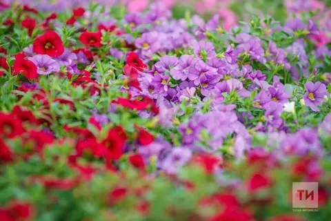 Готовимся к цветочному лету уже сегодня