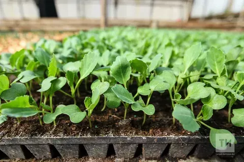 Критические ошибки при выращивании рассады: советы экспертов